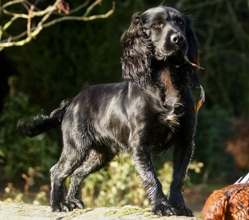 Hund Archy nach der Fütterung mit Breeder's Formula